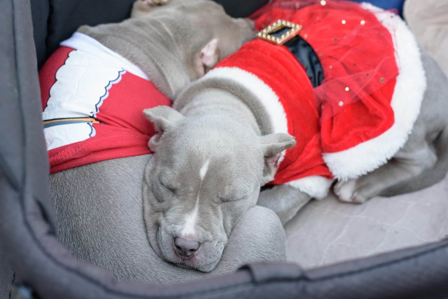 PHOTOS: 2025 Christmas in Historic Springboro