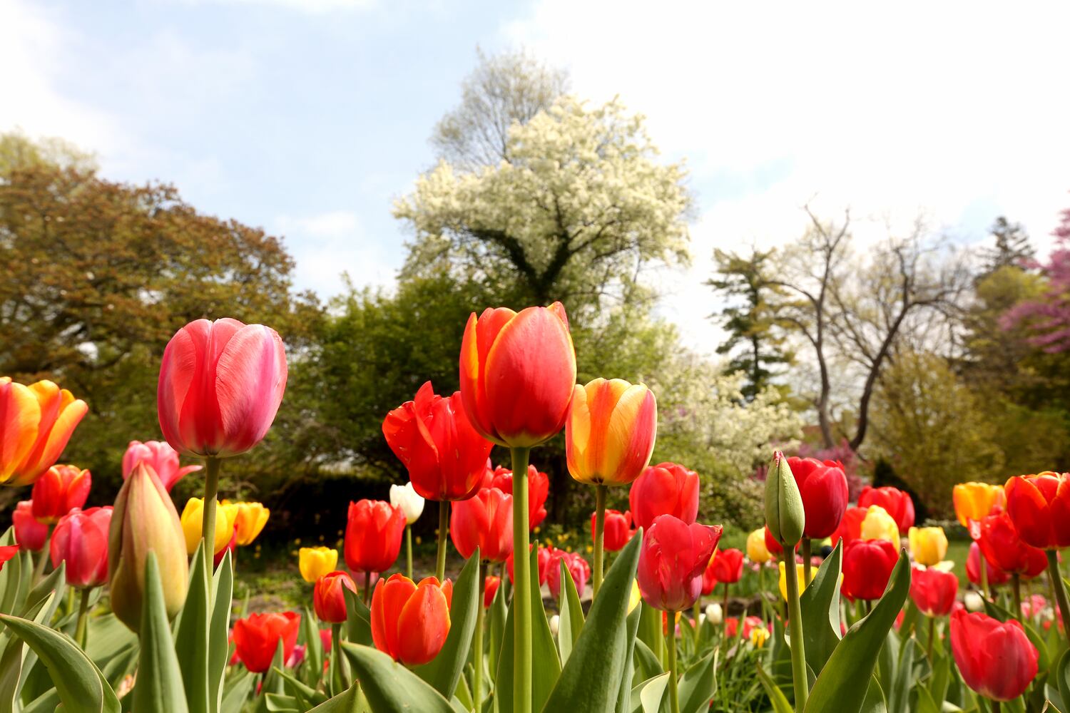 PHOTOS: Tulip time! Oakwood’s Smith Memorial Gardens is overflowing with colorful blooms