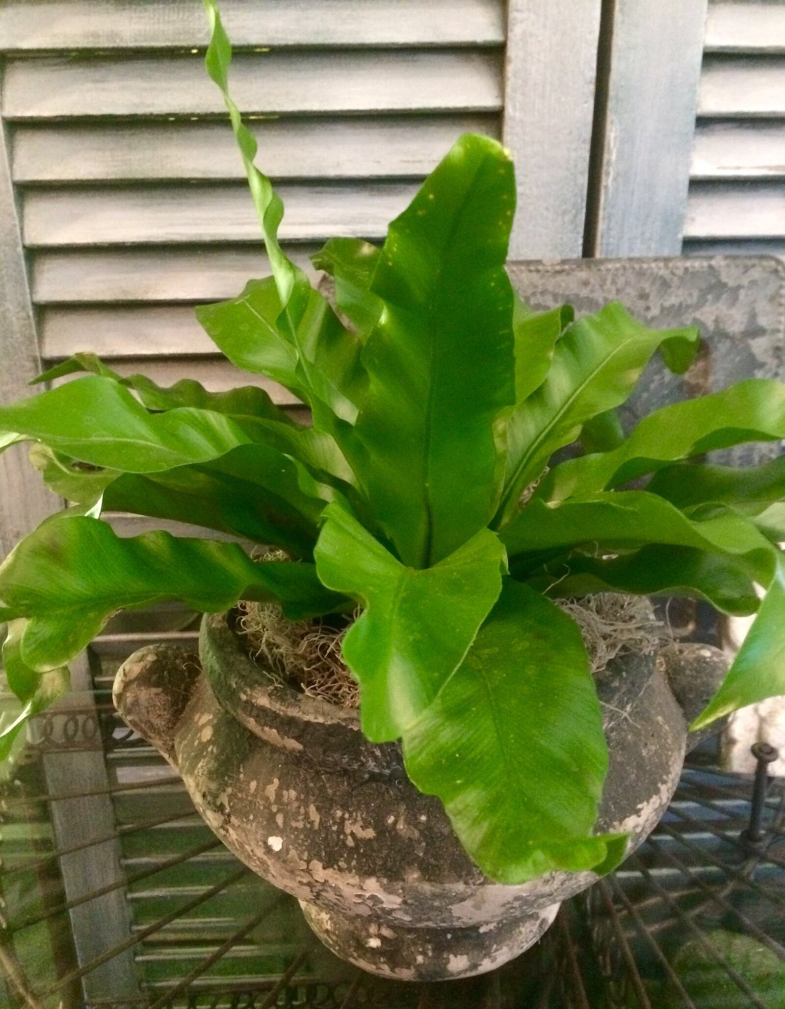 For a more dramatic, structured indoor plant, use a smaller specimen plant in a stately vessel. CONTRIBUTED