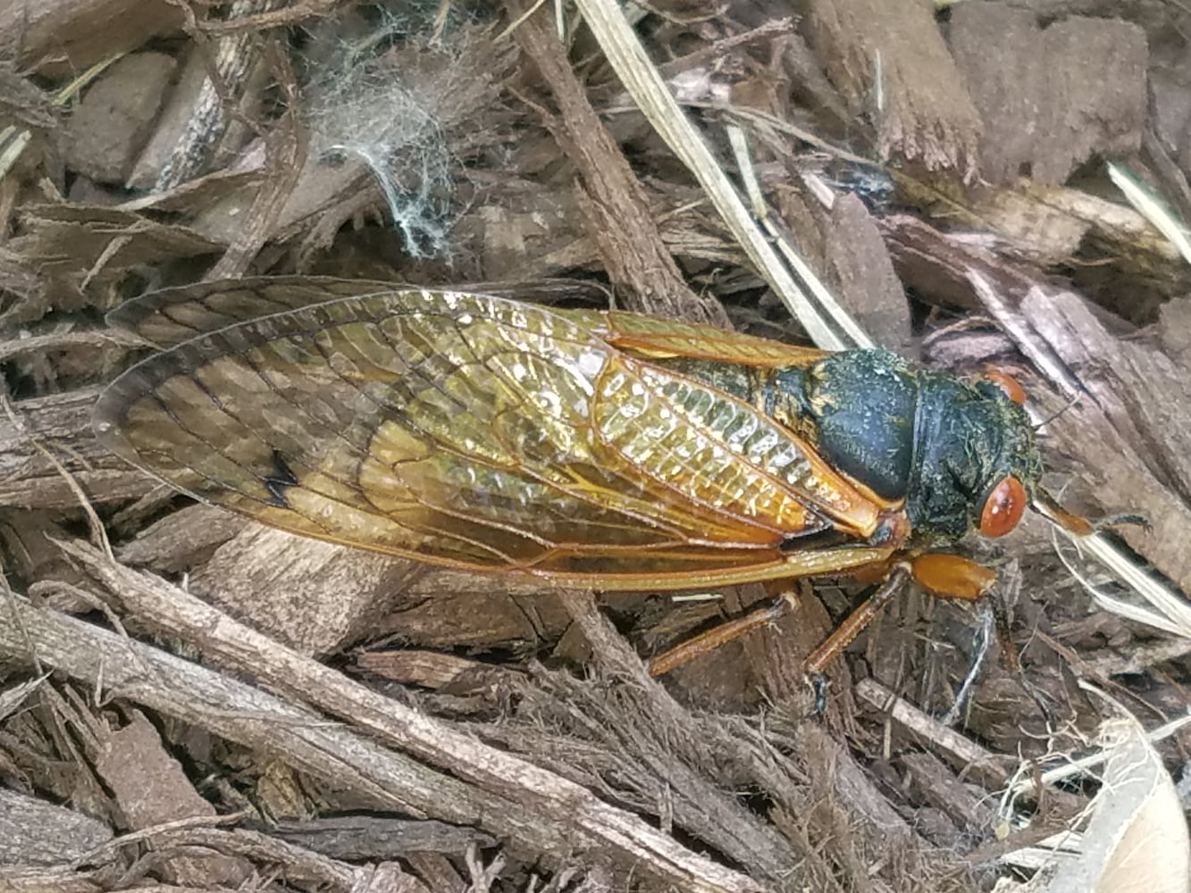 Cicadas in Vandalia