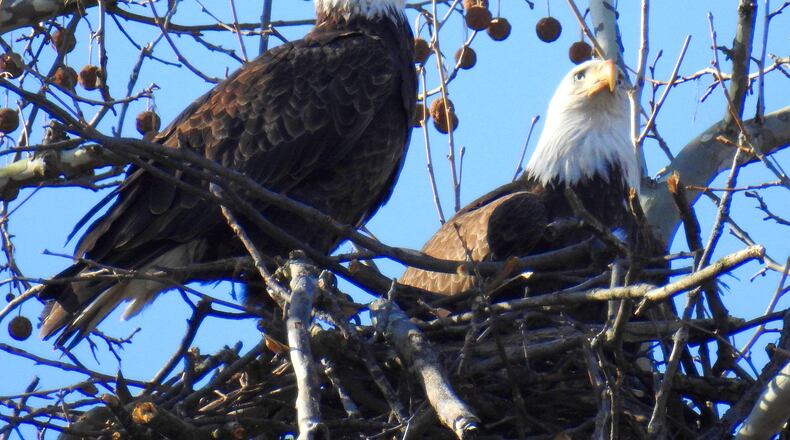 The bald eagles, dubbed Orv and Willa, in their growing nest they began building in January at Carillon Historical Park. JIM WELLER PHOTO