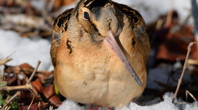 An American Woodcock, Scolopax minor, hunting for grubs in the snow as winter starts to recede. iSTOCK/COX