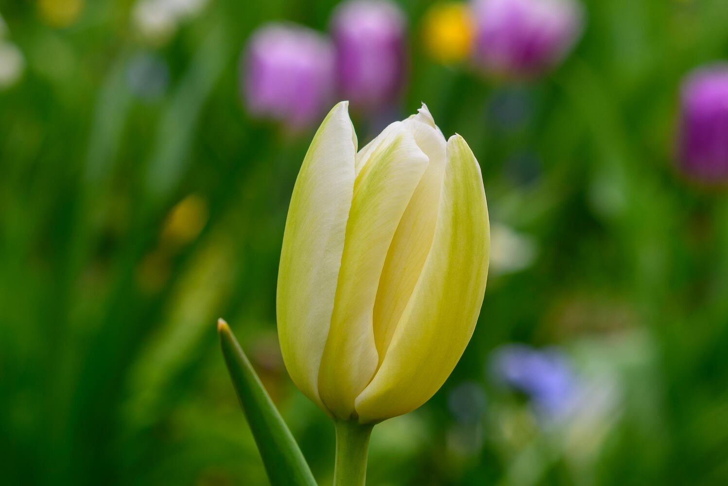 PHOTOS: Multi-colored tulips are in full bloom at Smith Memorial Gardens