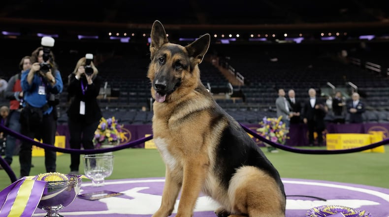 Rumor, a German shepherd, poses for photos after winning Best in Show at the 141st Westminster Kennel Club Dog Show, early Wednesday, Feb. 15, 2017, in New York. (AP Photo/Julie Jacobson)