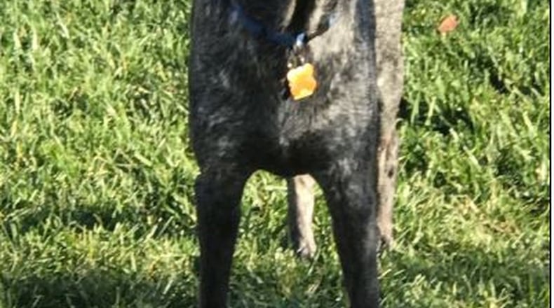 A service dog belonging to a Special Forces Veteran that has been missing since Friday has been found and returned safely to his owner.