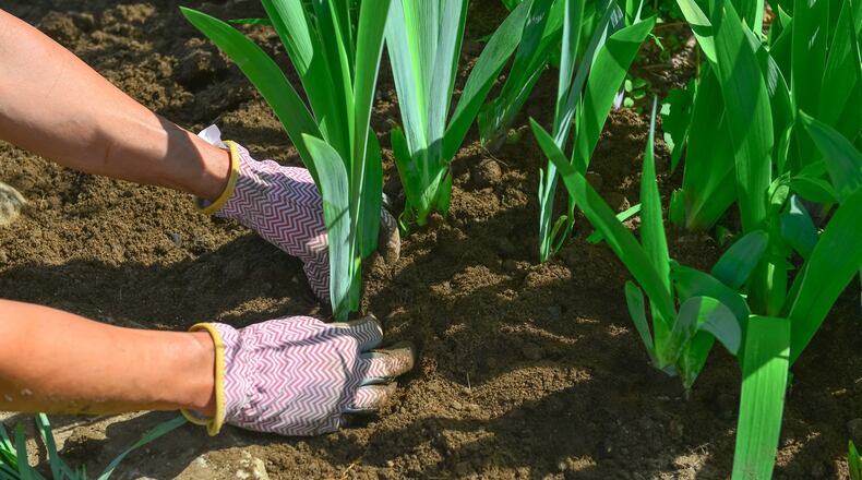 It is not hard to bring home memories in the form of seeds or cuttings from special plants taken from a grandmother’s or aunt’s garden. (Dave Nelson/Dreamstime/TNS)