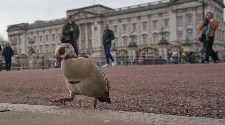 An Egyptian Goose walks on the pavement in front of Buckingham Palace in London, Friday, Feb. 20, 2026 after Andrew Mountbatten-Windsor was arrested and held for hours by British police on suspicion of misconduct in public office related to his links to Jeffrey Epstein.(AP Photo/Kin Cheung)