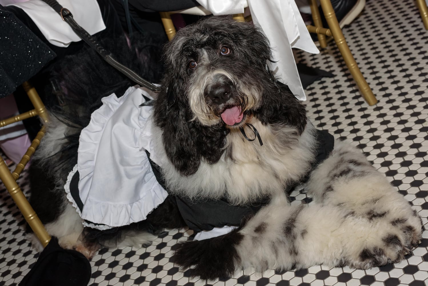 PHOTOS: 2025 Pet Afflaire Gala at the Dayton Arcade