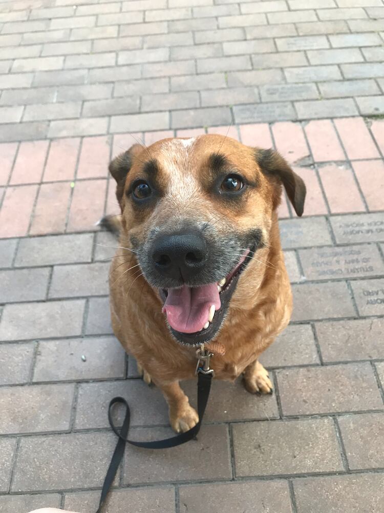 PHOTOS: National Dog Day in the Miami Valley