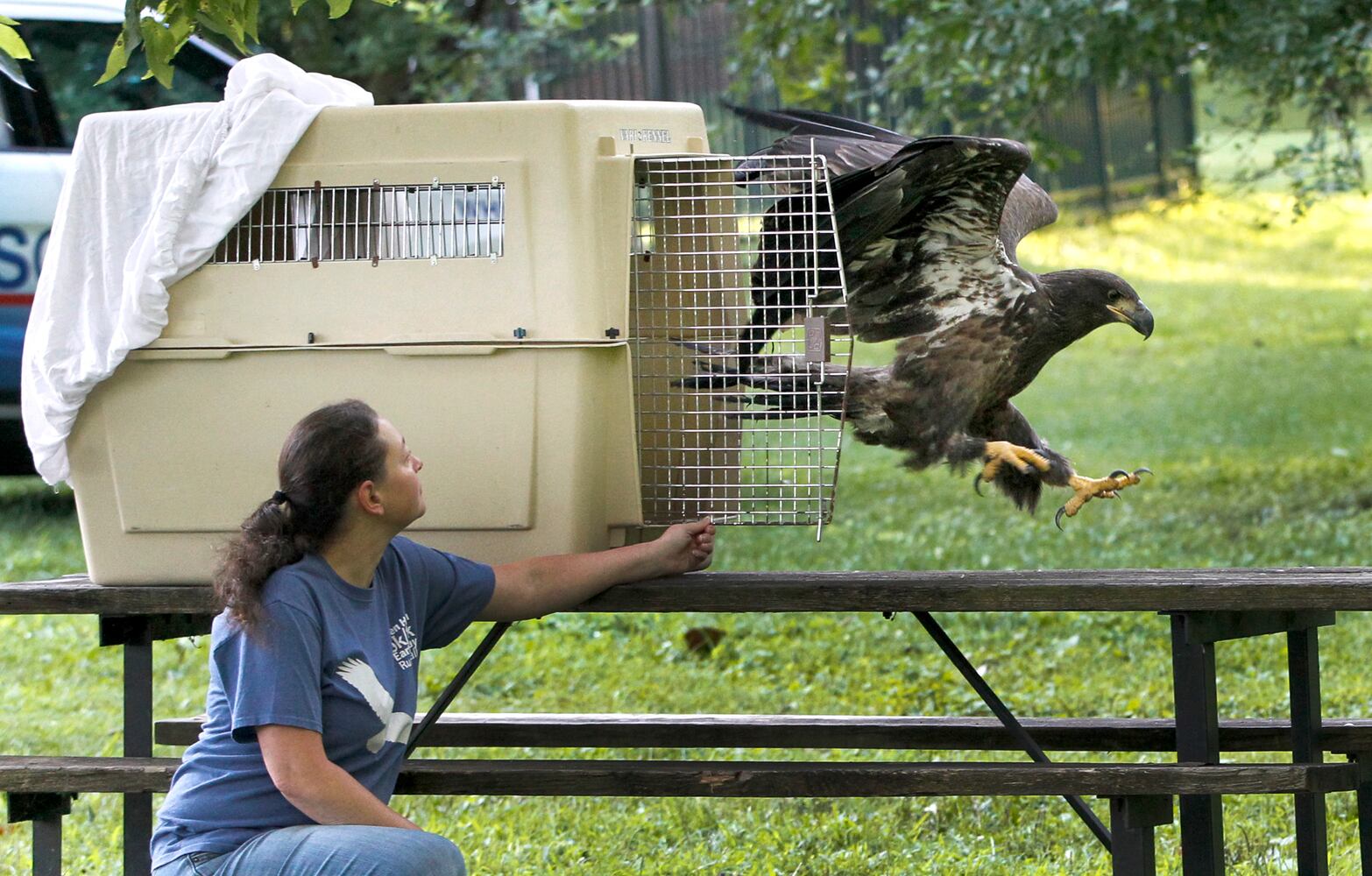 PHOTOS: Prairie, the juvenile bald eagle, is released back into Carillon Historical Park