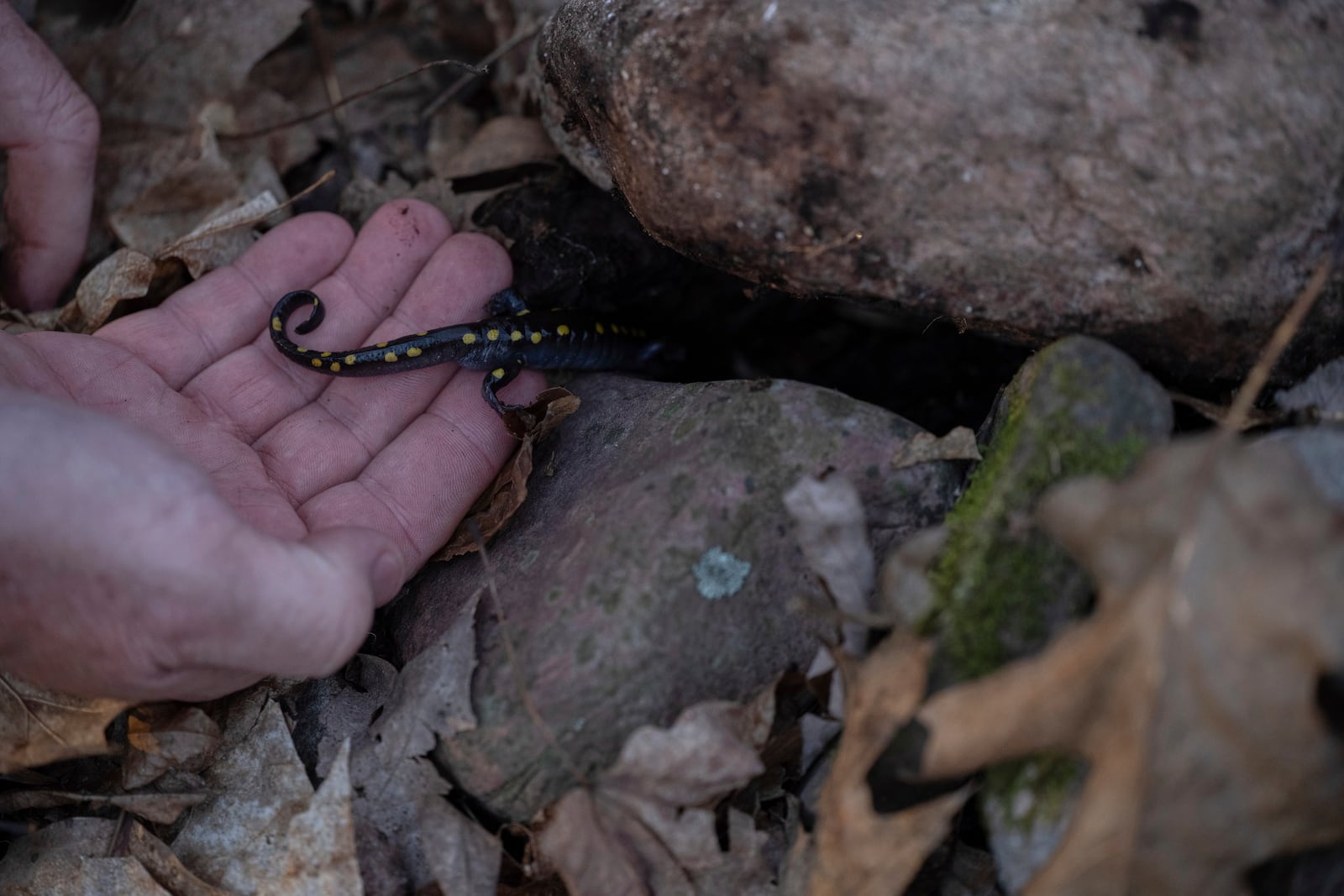 John Bateman, a wildlife professor, releases a spotted salamander he had caught Friday, March 21, 2025, in Mendon, N.Y. (AP Photo/Maryel Pryce)