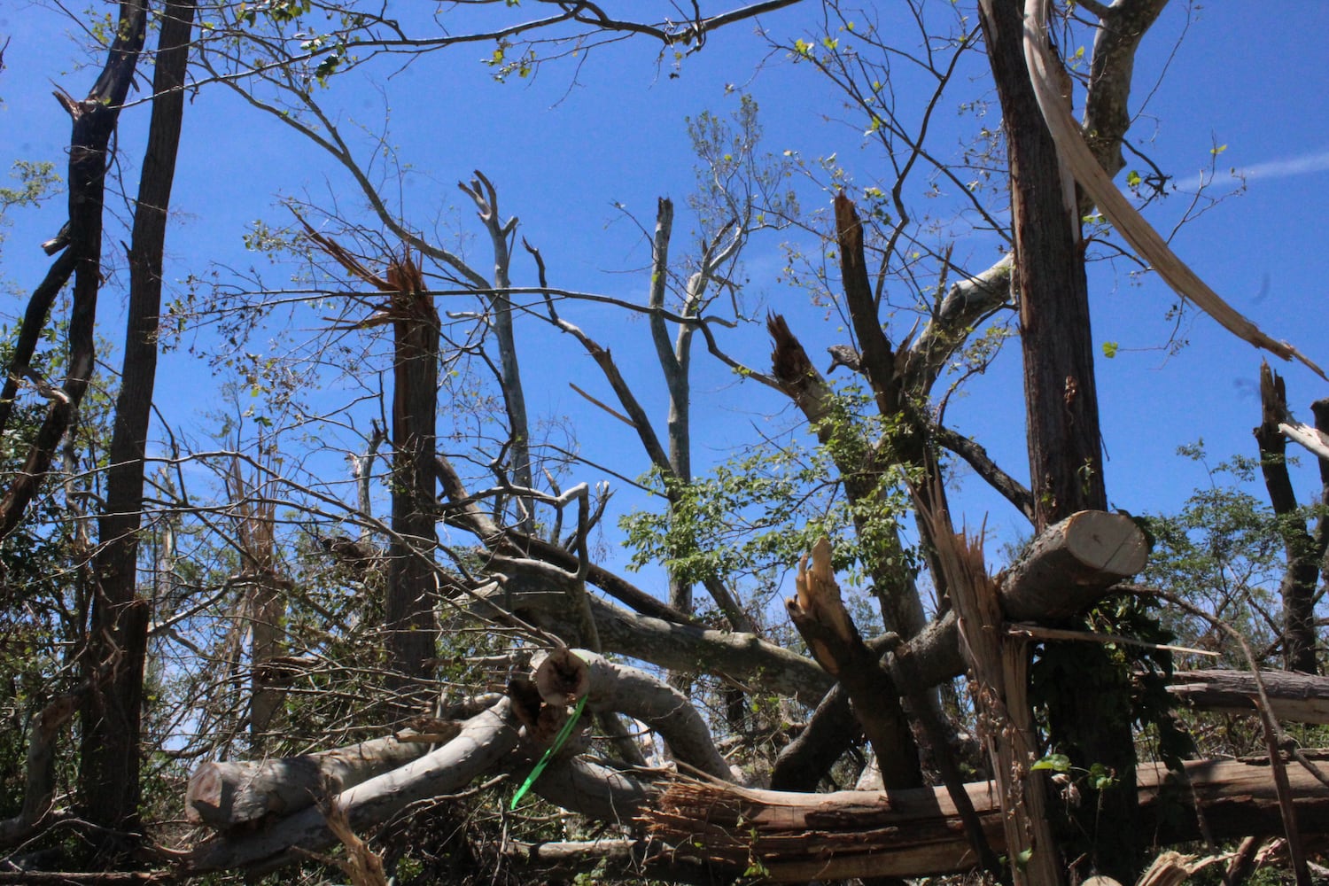 Photos: ‘extraordinary’ damage to parts of  Wegerzyn MetroPark, some parts mostly untouched