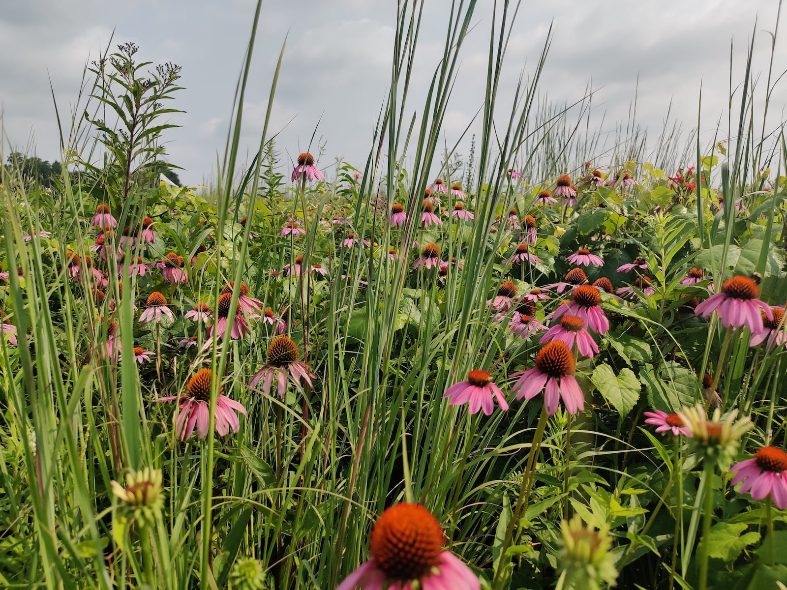 July means prairies, like the Huffman Prairie Flying Field, are in full bloom and ready to dazzle outdoor adventurers. CONTRIBUTED
