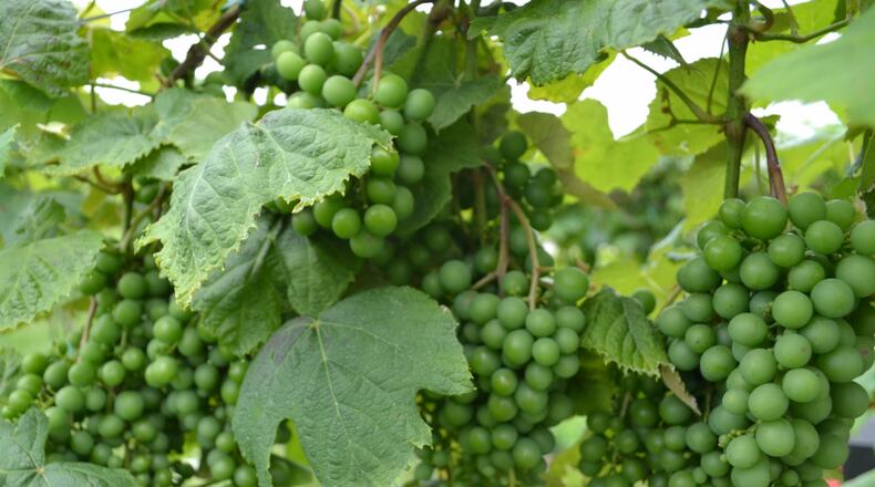 Early-season grapes in the vineyards of the Winery at Versailles. 2013 staff file photo by Mark Fisher