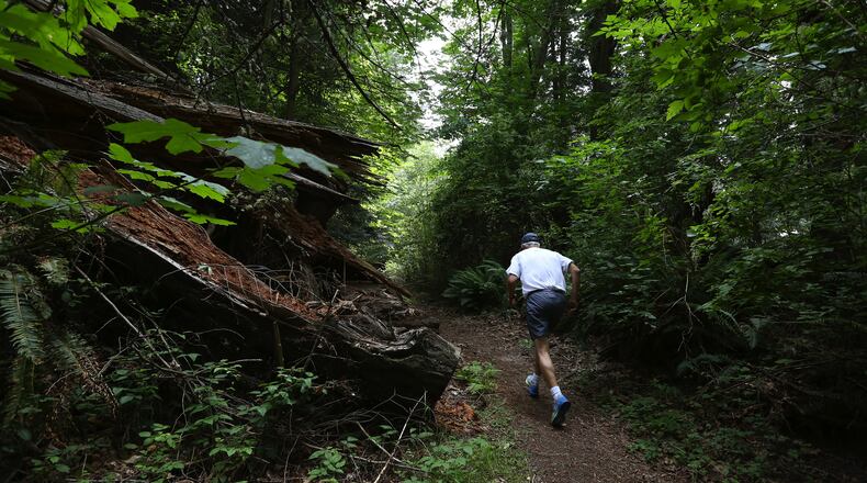 A runner moves along the south trail on the Kukutali Preserve. (Ken Lambert/Seattle Times/TNS)