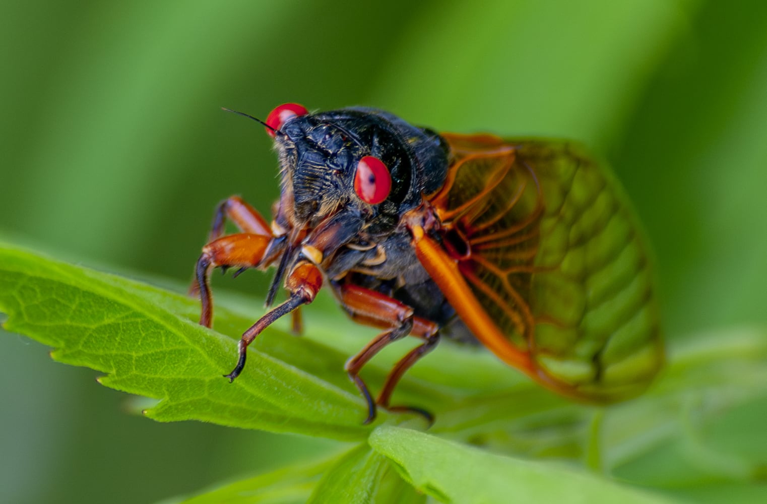 Cicadas Morris Reserve 060625 DDN