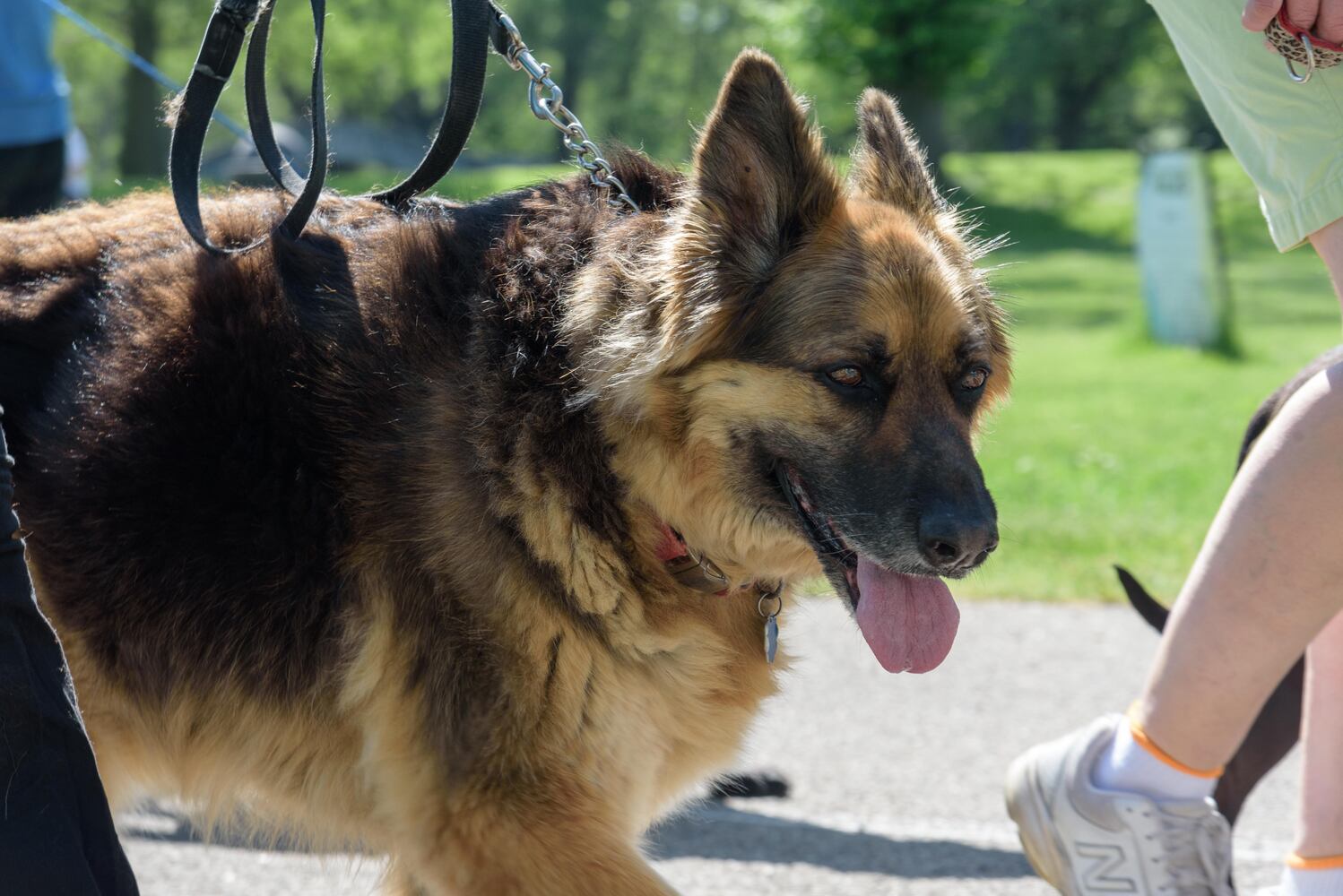 PHOTOS: Did we spot you and your doggie during the Furry Skurry 5K & Furry Fest at Eastwood MetroPark?