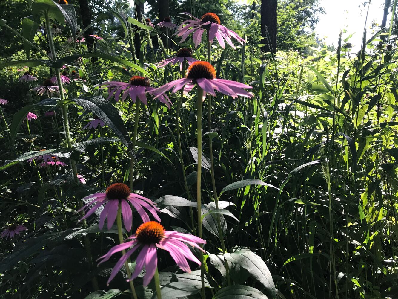 PHOTOS: This hidden park on the side of the road might be one of Dayton’s most peaceful spots