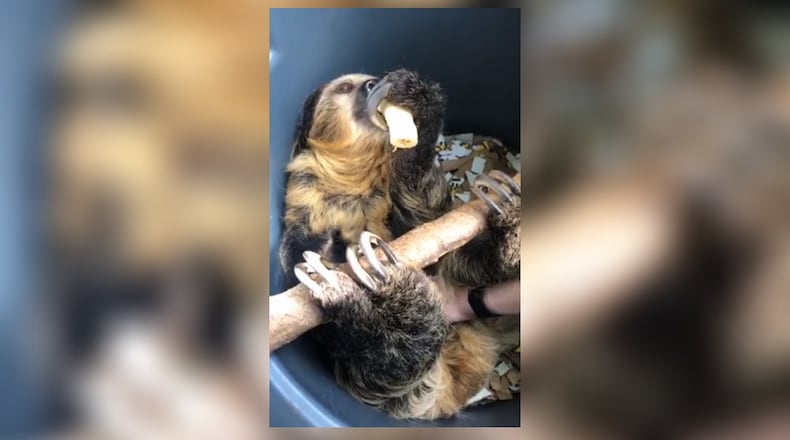 The Cincinnati Zoo & Botanical Garden announced that 8-year-old Linnes' two-toed sloth Lightning is expecting her first pup this fall on Wednesday, Feb. 24, 2021.