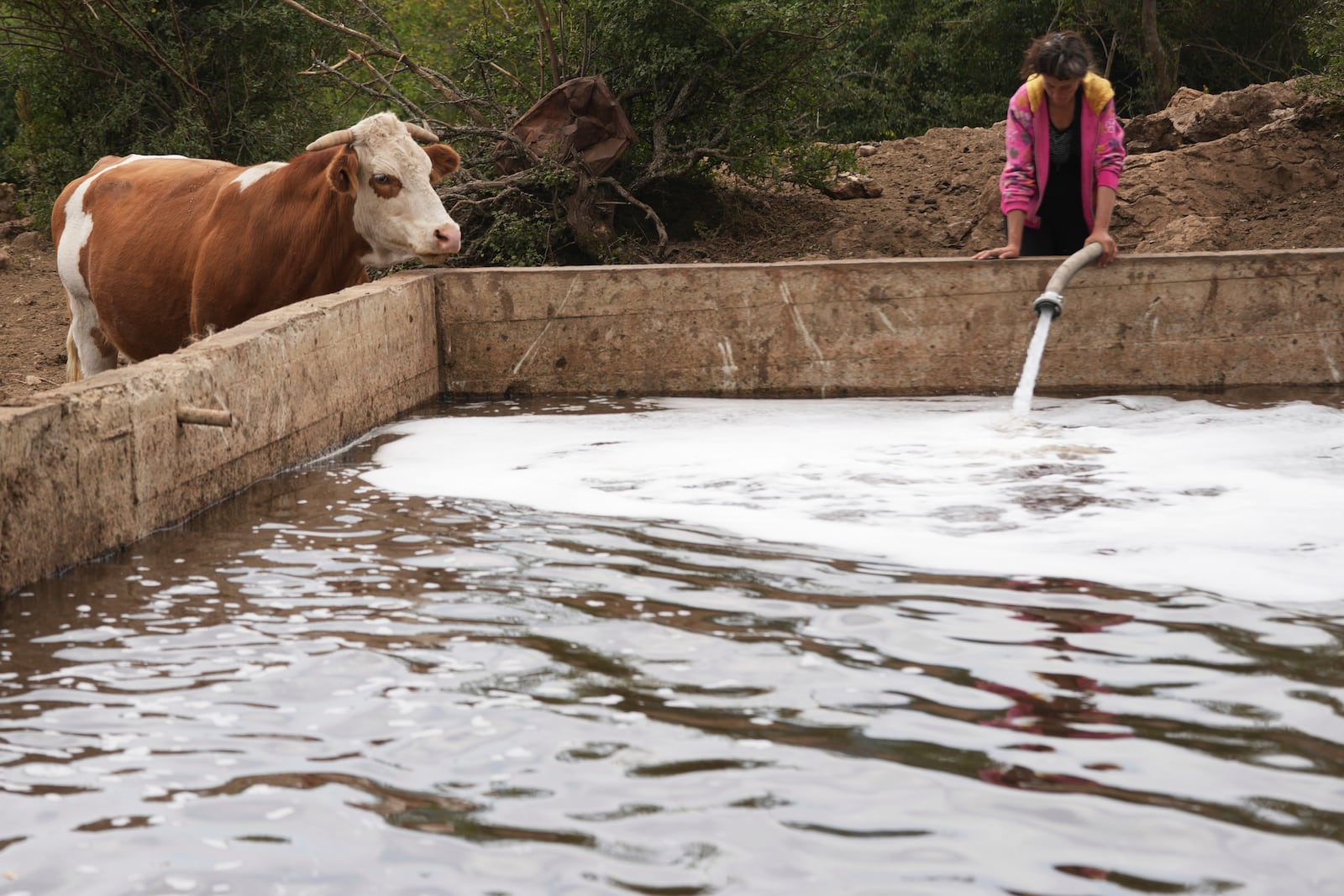 A cow came to drink as cowherd fill up the pond with water during a severe drought on a mountain Suva Planina, in southeast Serbia, Thursday, July 17, 2025. (AP Photo/Darko Vojinovic)