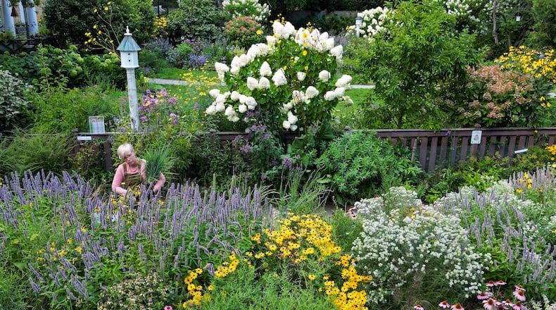Amanda Nugent works in her parkway garden in Wilmette, Illinois, on Aug. 25, 2025. She has spent years cultivating a garden full of native plants and flowers that attract more than three dozen varieties of native bees and wasps in her vast suburban garden. (Stacey Wescott/Chicago Tribune/TNS)