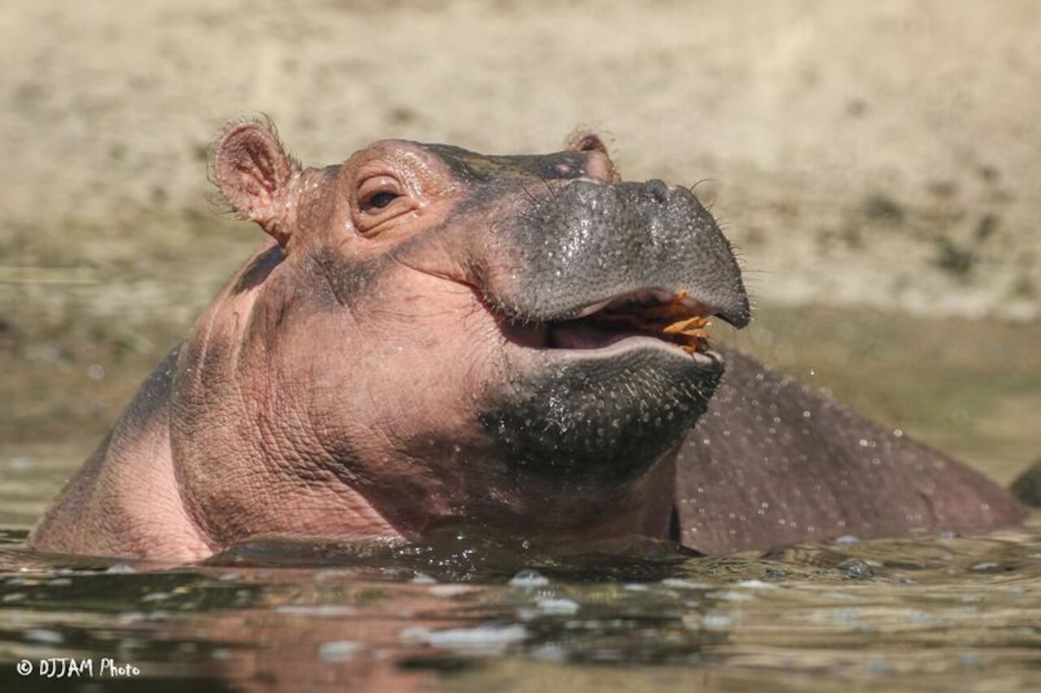 PHOTOS: This first look at Cincinnati Zoo's Zoo babies will be the best part of your day