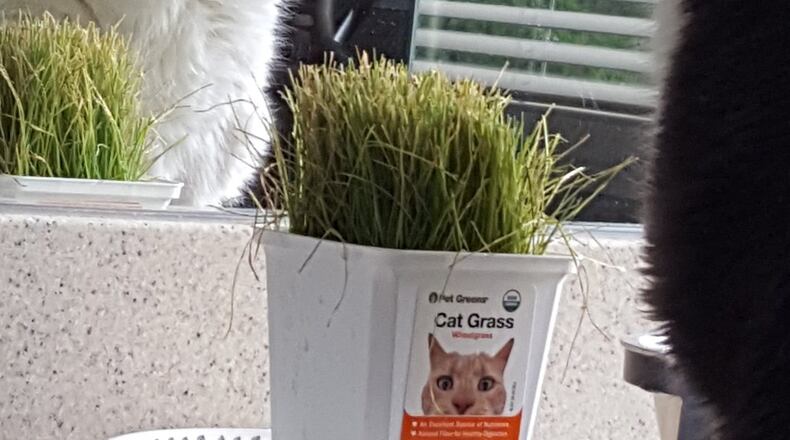 Abby looking in the mirror? KARIN SPICER/CONTRIBUTED