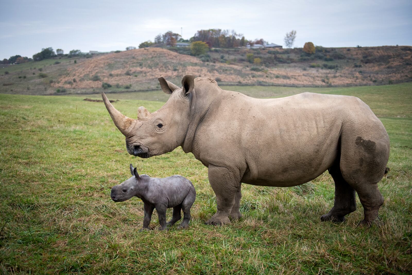 A southern white rhino and calf at The Wilds in Cumberland, Ohio. GRAHM S. JONES / COLUMBUS ZOO AND AQUARIUM