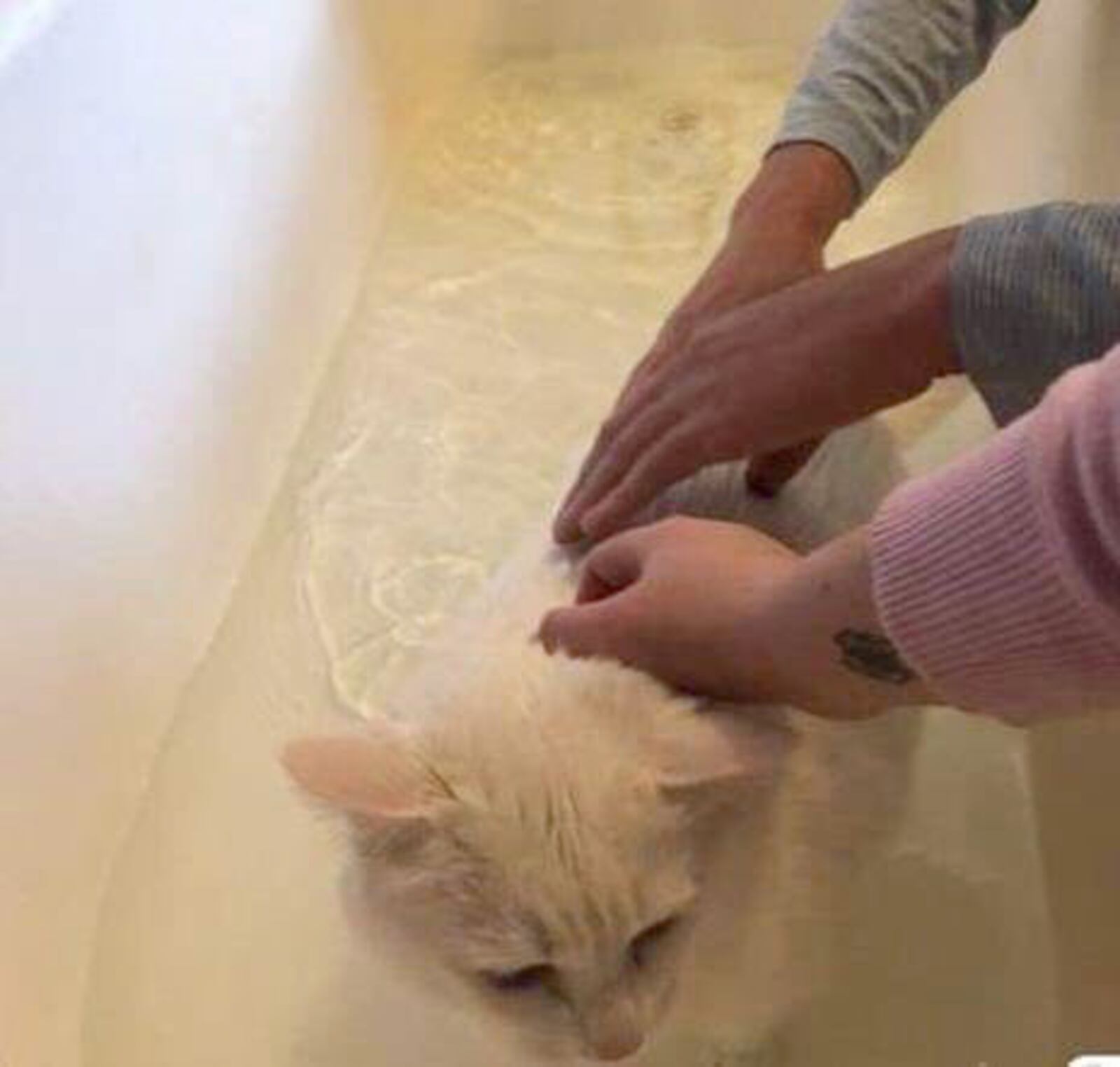 Princess Powderpuff gets a bath from her new owners.  CONTRIBUTED