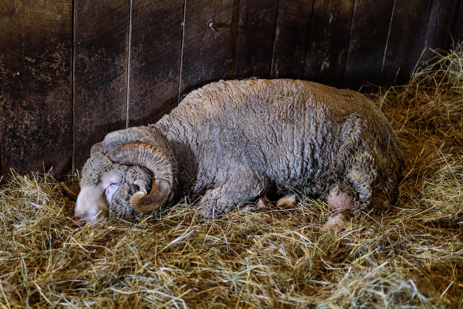 PHOTOS: 2025 Small Farm & Food Fest at Carriage Hill MetroPark