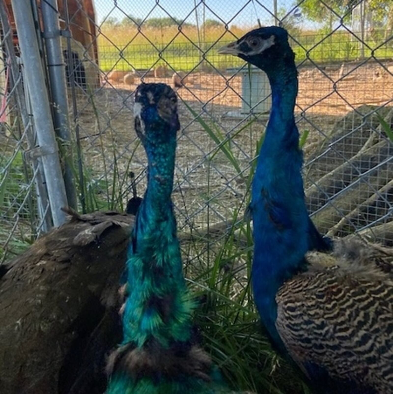 Humane agents seized 43 farm animals in July 2022 found malnourished and living in deplorable conditions on a Germantown property.