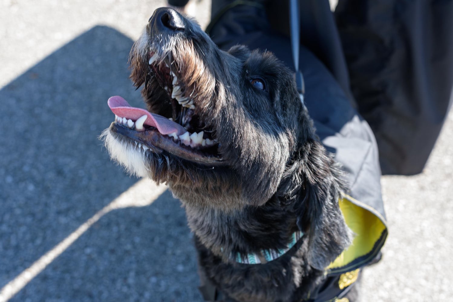 PHOTOS: Did we spot you and your dog at Wag-O-Ween at the Kettering Recreation Center?