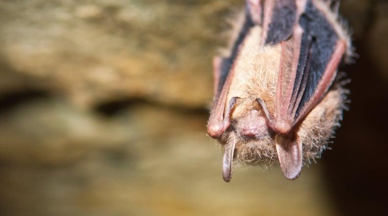 A close up of a Tri-colored Bat. iSTOCK/COX