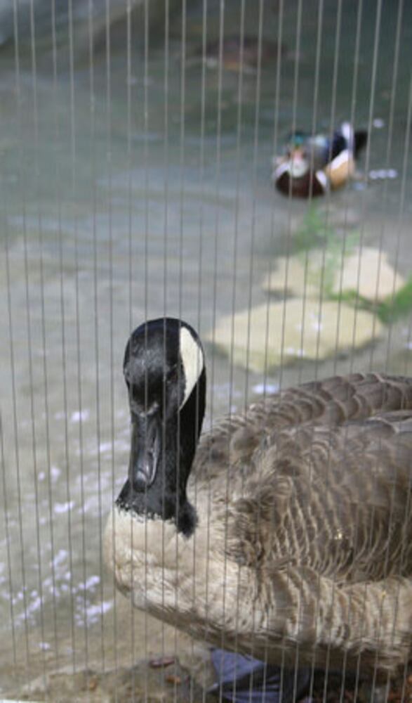 Boonshoft's Discovery Zoo opens