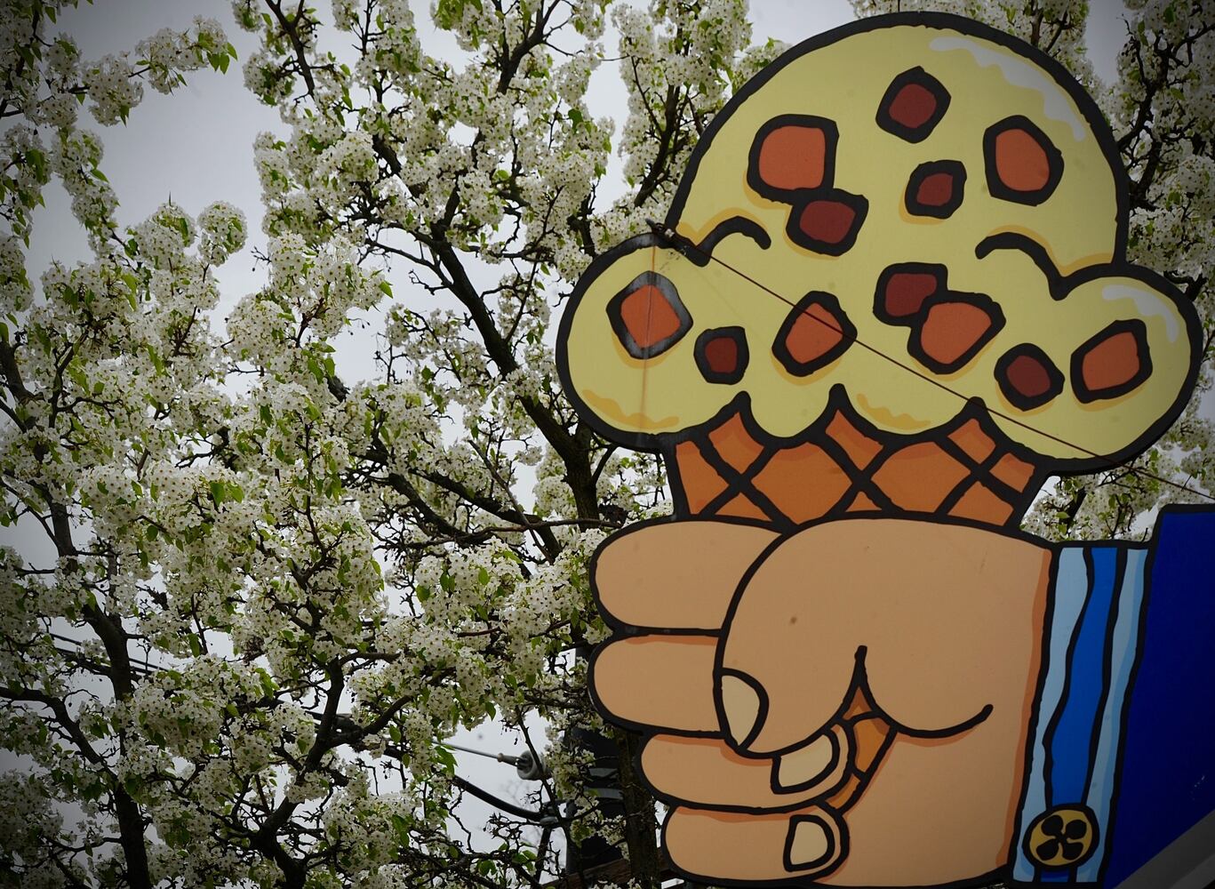 PHOTOS: Spring flowers bloom in Miami Valley