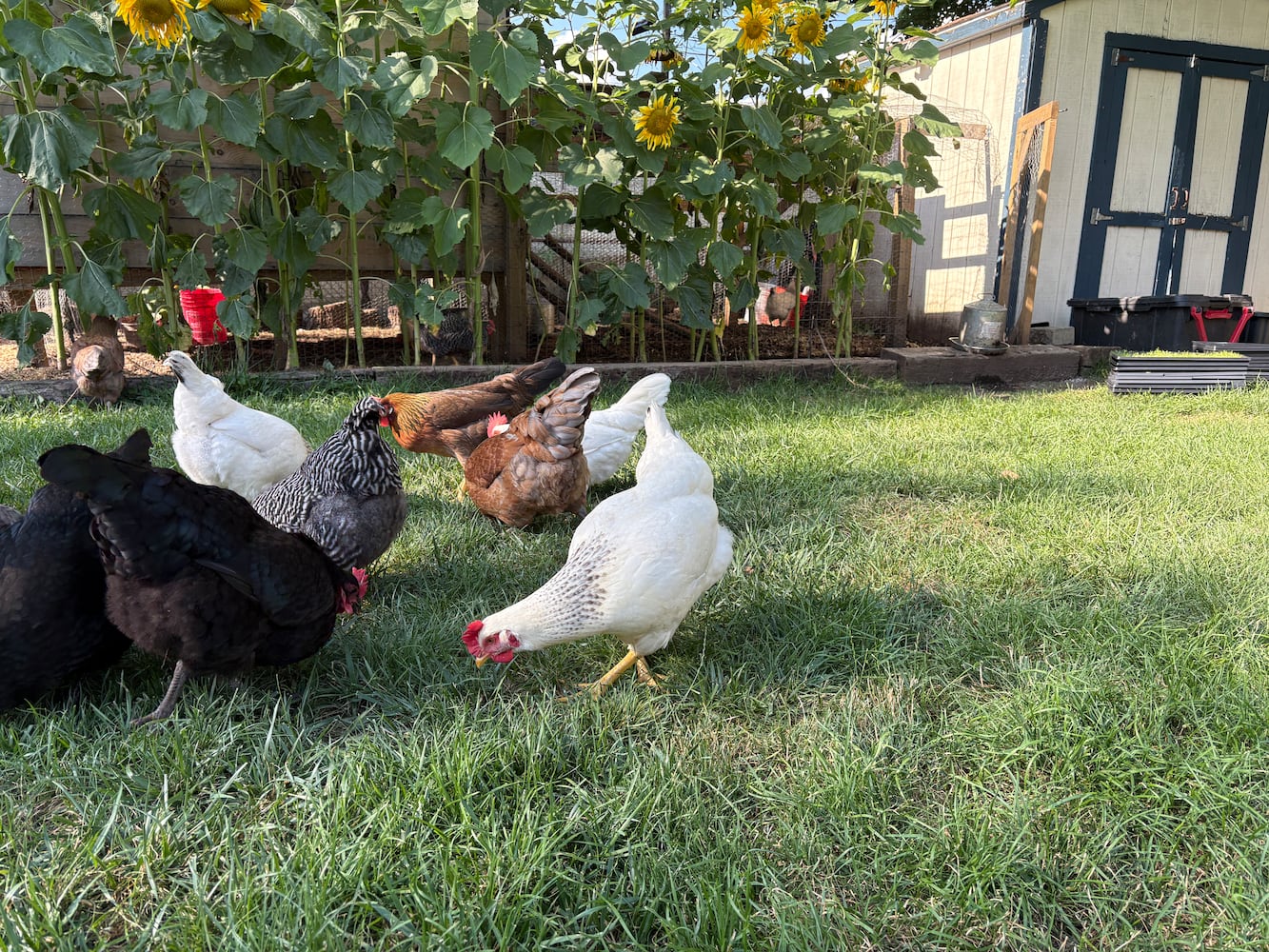 Combs chickens in Kettering