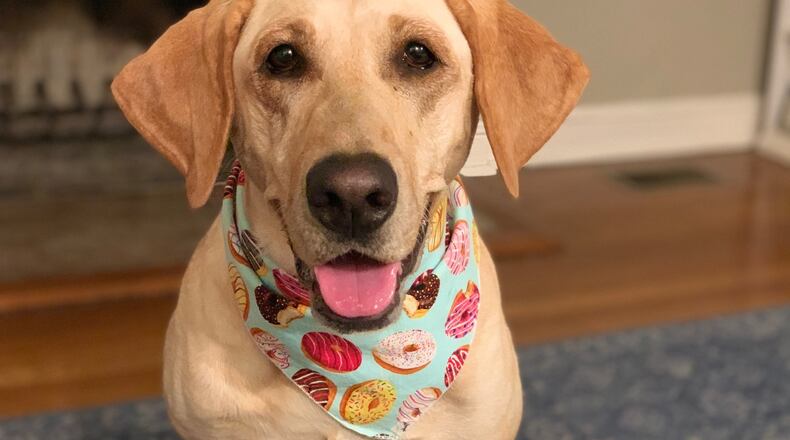 Sunny, the Lab, sporting a donut bandana. LAUREN BISANZ / CONTRIBUTED