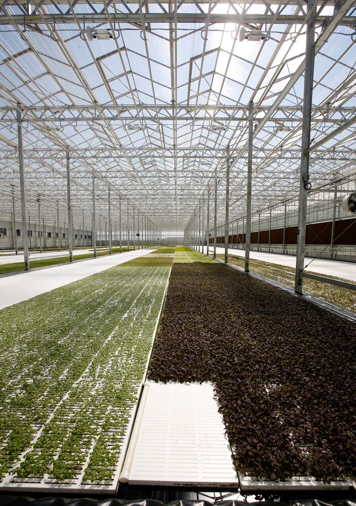 BrightFarms Ohio Greenhouse harvests first hydroponic greens in Wilmington