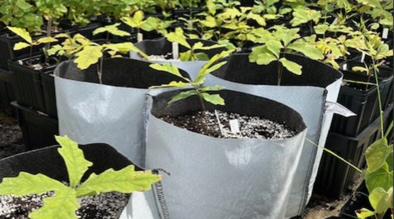 Cox Arboretum is experimenting with a new planting bag in its tree nursery. CONTRIBUTED