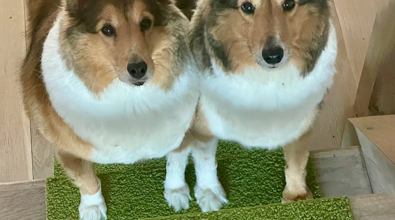 Sadie and Sally when photographer Chris Van Winkle first adopted them. CONTRIBUTED