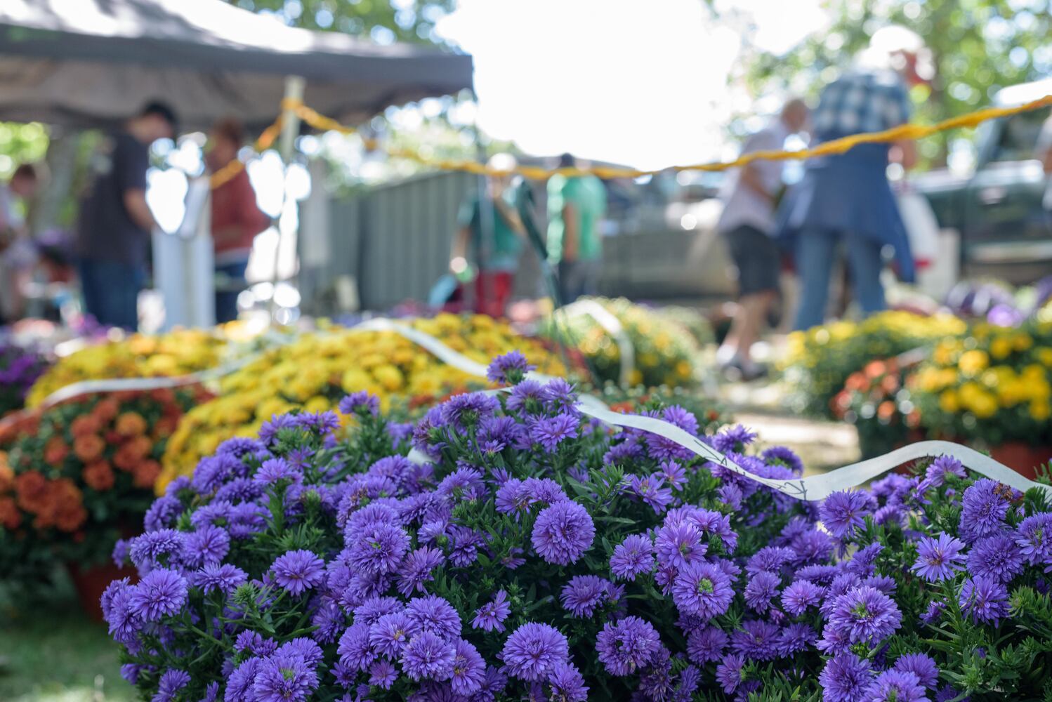 PHOTOS: Did we spot you at the Tipp City Mum Festival?