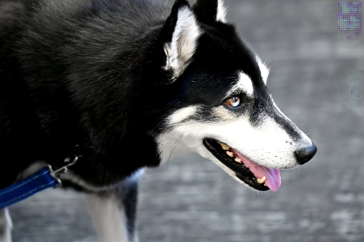 Hamilton City Schools therapy dog
