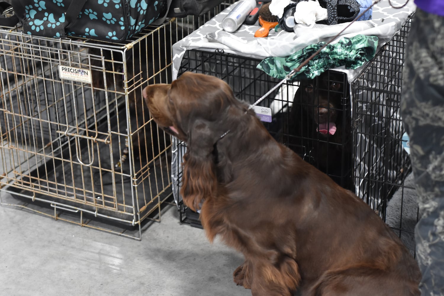 Fort St. Clair Kennel Club Dog Show