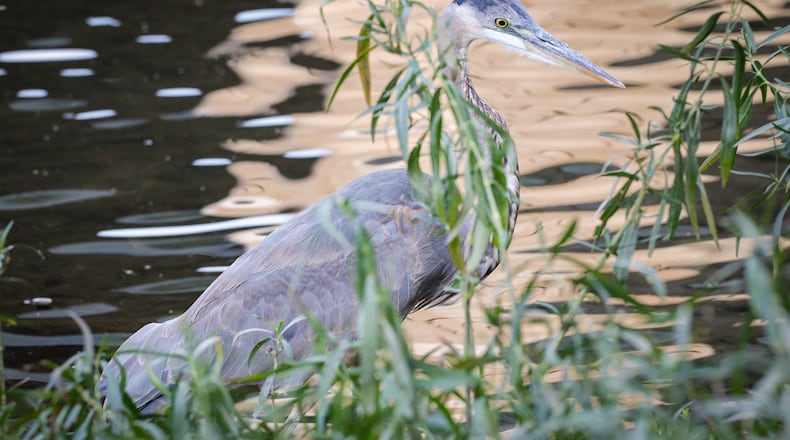 A great blue heron hunts on the banks of the Great Miami River near RiverScape MetroPark in downtown Dayton on Monday, Sept. 15. Five Rivers MetroParks' first-ever Birding Challenge continues through Nov. 9. BRYANT BILLING / STAFF