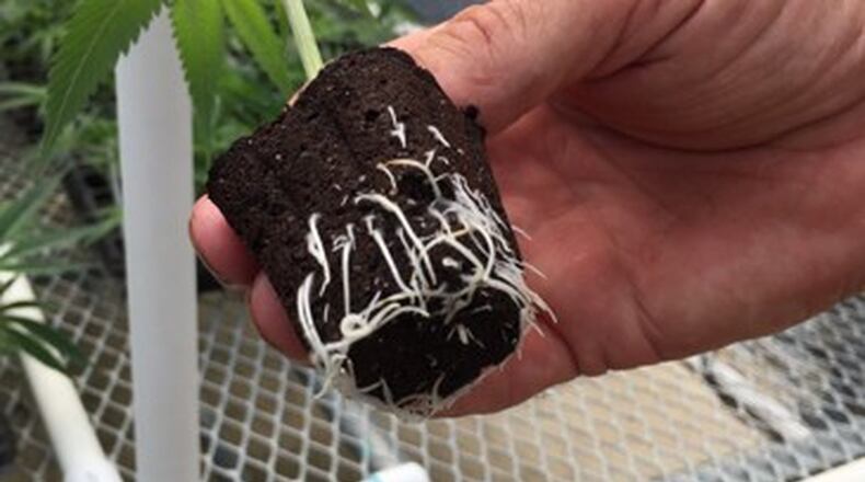 Kettering city staff is recommending council make permanent a temporary ban on medical marijuana businesses in Montgomery County’s second-largest city. FILE