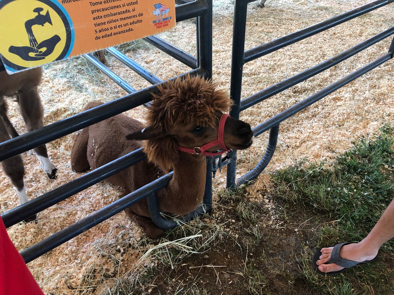 Scenes from the Montgomery County Fair