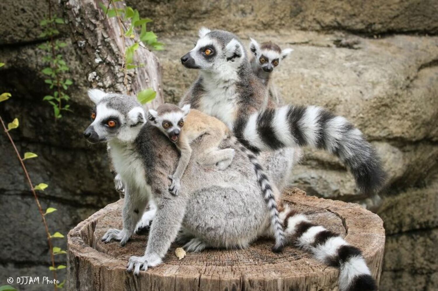PHOTOS: This first look at Cincinnati Zoo's Zoo babies will be the best part of your day