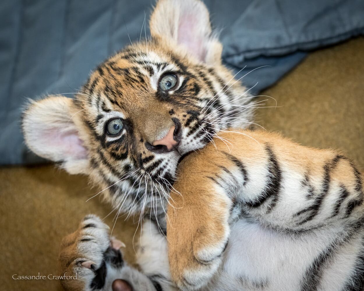 PHOTOS: Fall in love with Cincinnati Zoo babies
