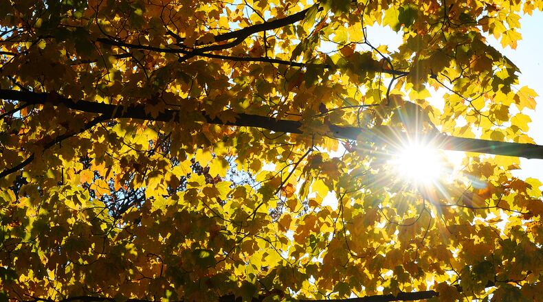 The sun shines through the fall colors of the trees in Xenia Friday, Nov. 5, 2021. MARSHALL GORBY\STAFF