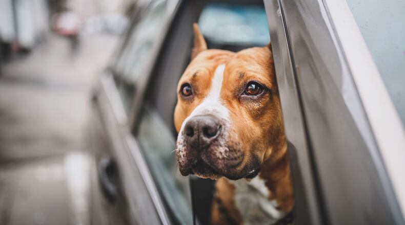 FILE PHOTO: A man said he was teaching his dog to drive when he was pulled over after a high speed chase.